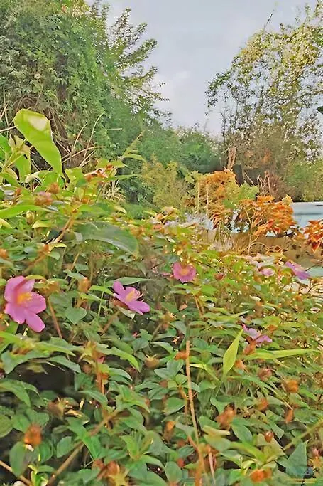 4Br Rainforest Oasis In Kona'S Garden Of Eden كايلو كونا
